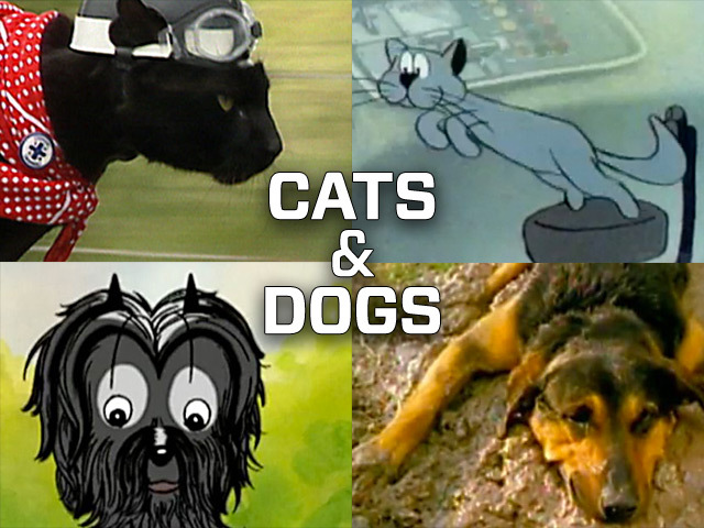 Cats and Dogs | NZ On Screen