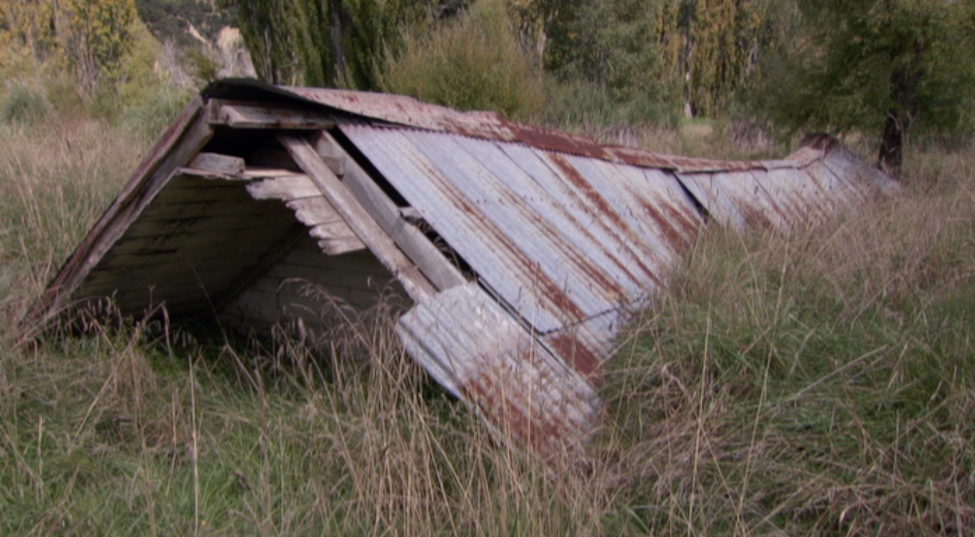 Hero image for Saving Grace - Te Whakarauora Tangata 